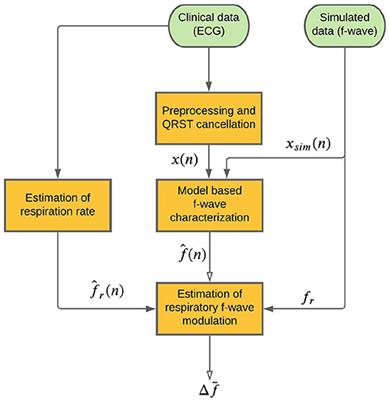 Respiratory Induced Modulation in f-Wave Characteristics During Atrial Fibrillation